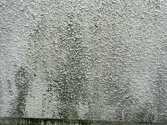 カビ・コケ - 外壁の汚れとカビ